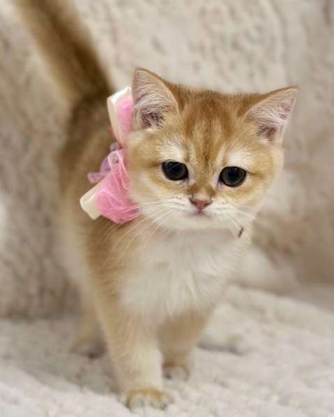 Британские котята драгоценных окрасов(золотая шиншилла) в фото 5