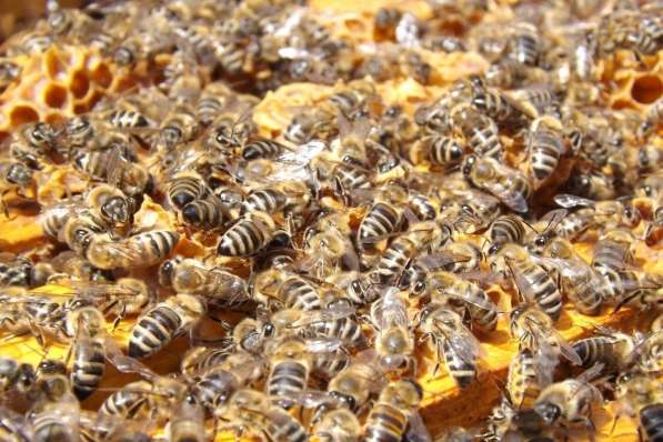 Пчелосемьи, пчелопакеты 2024 лнр, Луганск
