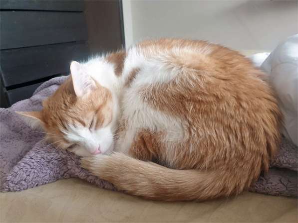 Ласковое солнышко Боня,домашний диванный котик в добрые руки в Москве