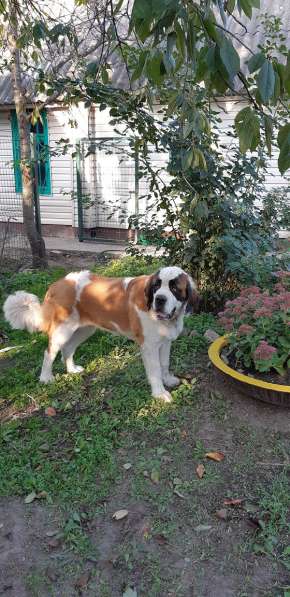 Щенки сенбернара в фото 27