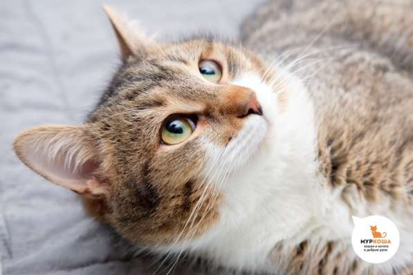 Прекрасный Арамис желает обрести друга