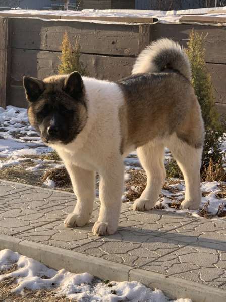 Акита в Ростове-на-Дону фото 50