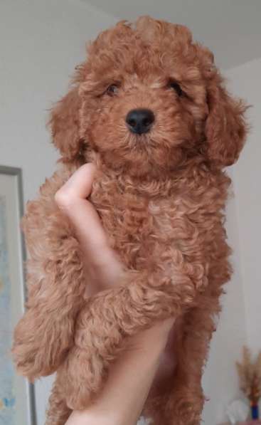 Той пудель в фото 5