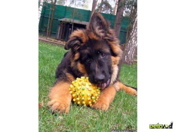 Черный щенок немецкая длинношерстная овчарка в Алуште фото 10