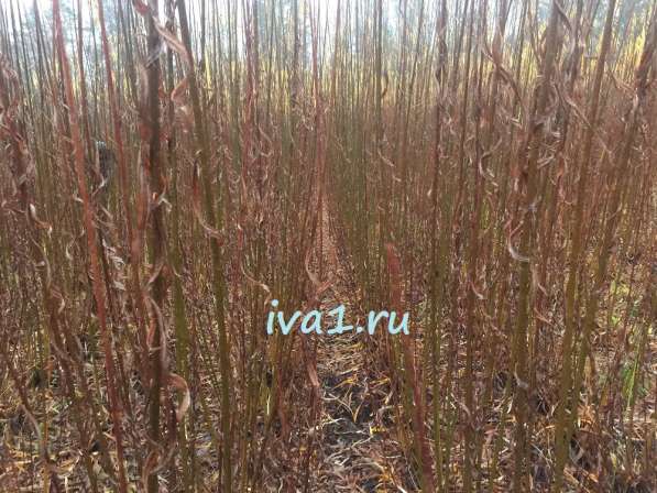 Плетеные деревья из ивы в Санкт-Петербурге фото 13