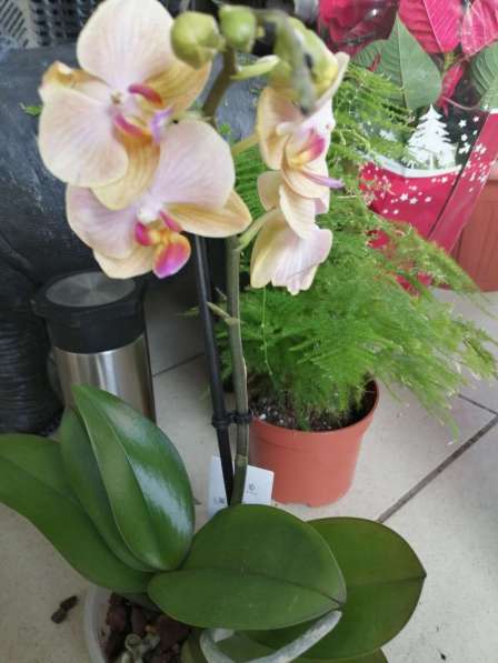 Орхидеи в Невинномысске фото 10