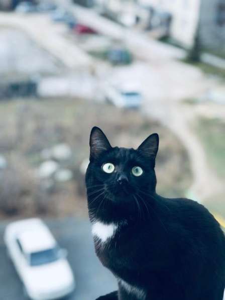 Кошка в Новосибирске