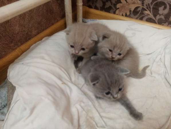 Продам вислоухий котят в Омске фото 3