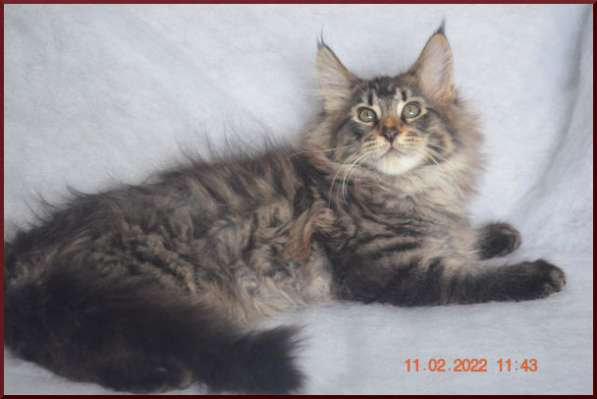 Роскошный черный котик мейн-кун из питомника в Астрахани фото 114