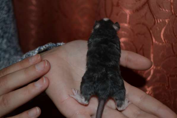 Крысята разного окраса, мальчики и девочки в Москве фото 4