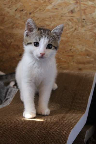 Зеленоглазая нежная красавица-кошка в Санкт-Петербурге фото 35