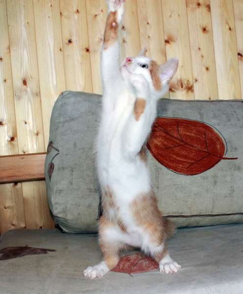 Рыжий Август, котенок в добрые руки в Калуге фото 4