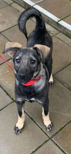 Щенок Рокси ищет семью в Москве фото 6