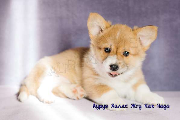 CHIOTS WELSH CORGI PEMBROKE