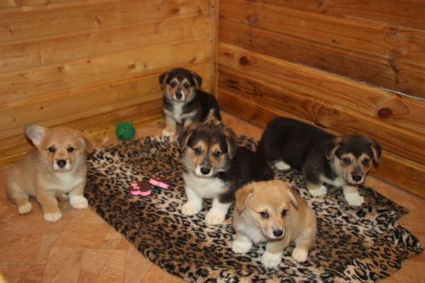 Щенки вельш корги пемброк в Санкт-Петербурге фото 10