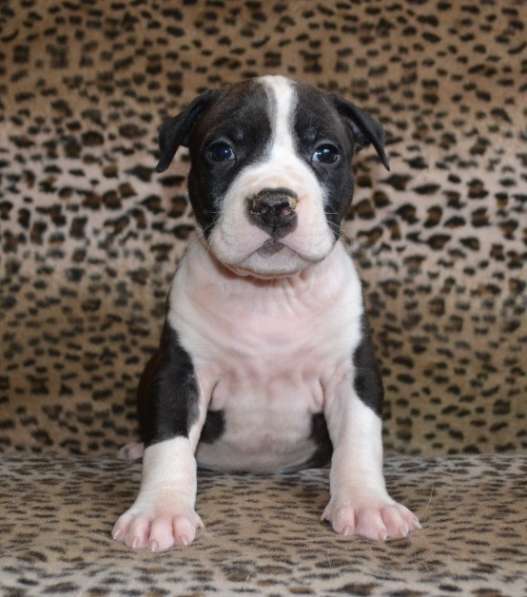 Шикарные Амстаффики мальчики и девочки ркф в Москве фото 6