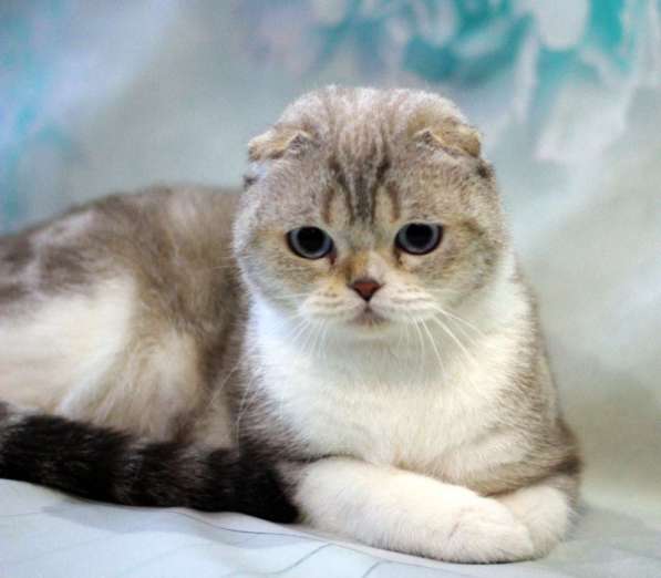 Шотландский котик. Питомник в фото 6