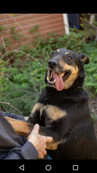 Красавица Лора в добрые руки в Москве фото 11