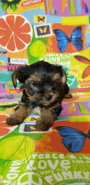 Щенки йоркширского терьера в Подольске фото 4