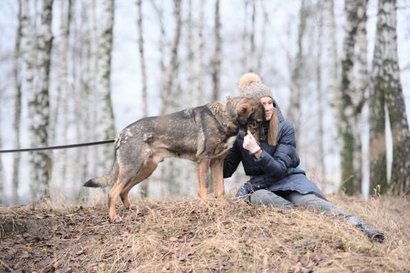 Надёжный Друг Курт ищет семью в Москве фото 49