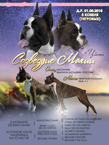 Щенок боксера в Красноярске