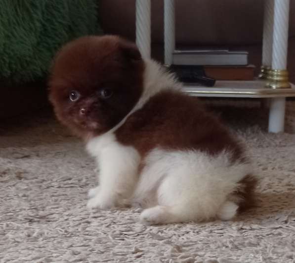 Померанский шпиц. Chocolate - white