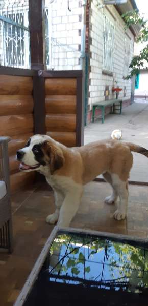 Щенки сенбернара в фото 56