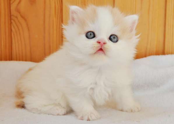 Шотландские висоухие котята из питомника в Екатеринбурге фото 11