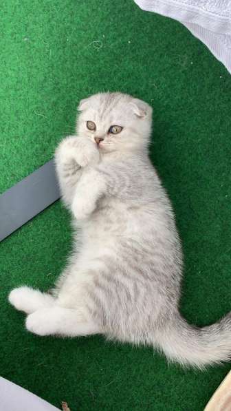 Котята британские в фото 10