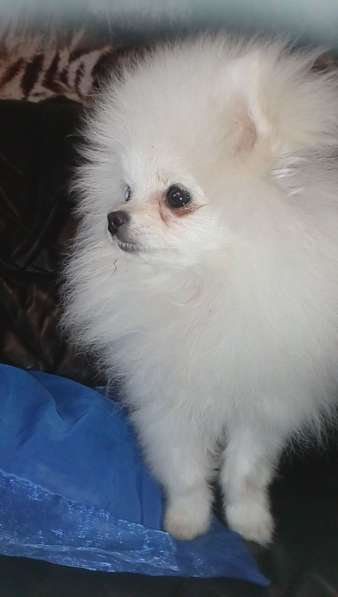 Шикарные щенки померанского шпица из питомника - медвежий ти в фото 16