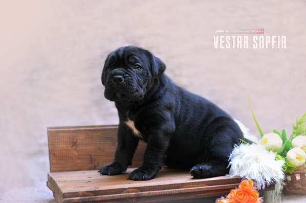 Кобель и сука кане корсо в Алупке фото 8