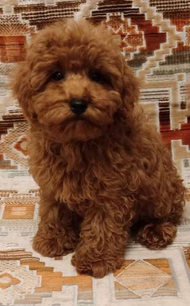 Toy poodle. Red brown. Boy's в 