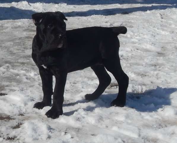 Щенки кане корсо (девочки)