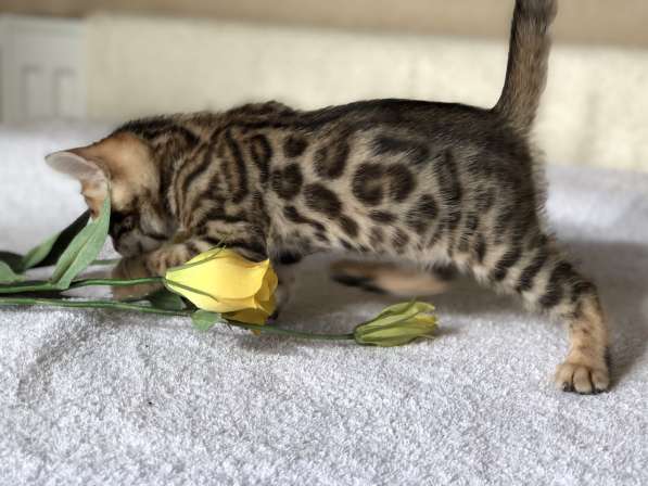 Предлагаются Бенгальские котята из питомника с документами в фото 35