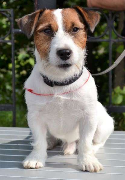 Вязка Джек рассел терьер в фото 5