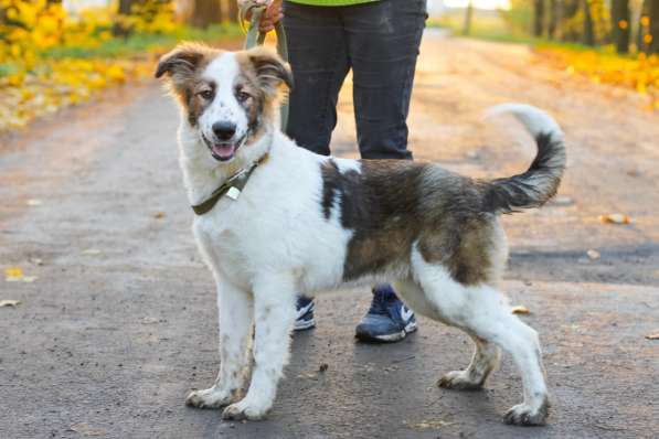 Щенок в добрые руки Августина в Санкт-Петербурге фото 5
