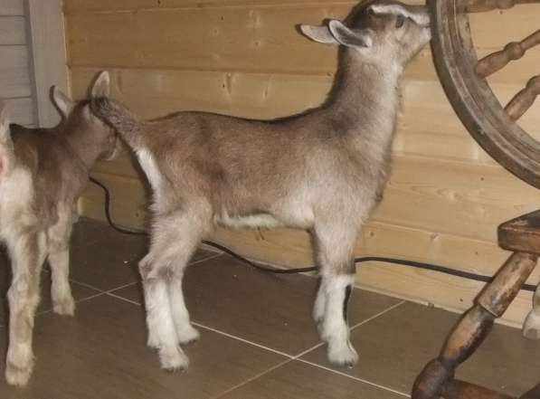 Зааненская коза дойная в Одинцово фото 32