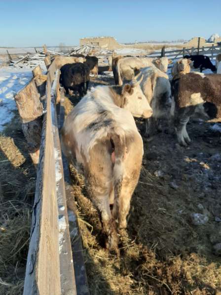Коровы и бычки на убой в Челябинске фото 6