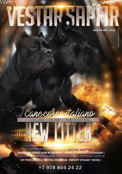 Кобель и сука кане корсо в Алупке фото 3