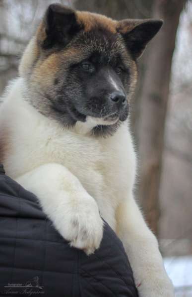 Акита в Ростове-на-Дону фото 73