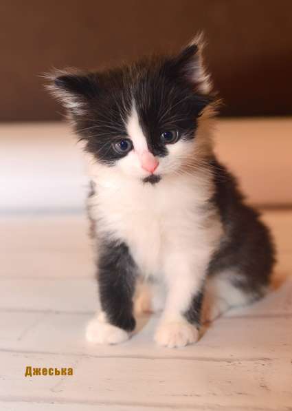 Котята турецкой ангорки в Наро-Фоминске