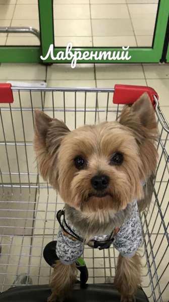 Йоркширский терьер щенки в Москве фото 3