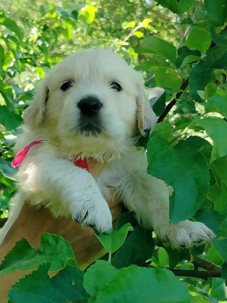 Щенки золотистого (голден)ретривера в Москве фото 7