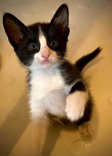 Котята ориентальной кошки в Самаре фото 8