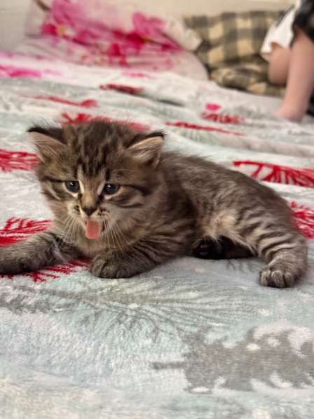 Котята