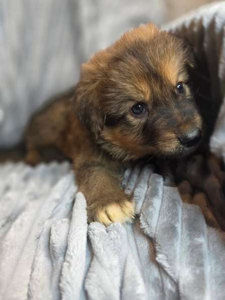 Щенки от мамы-овчарки в дар в Москве