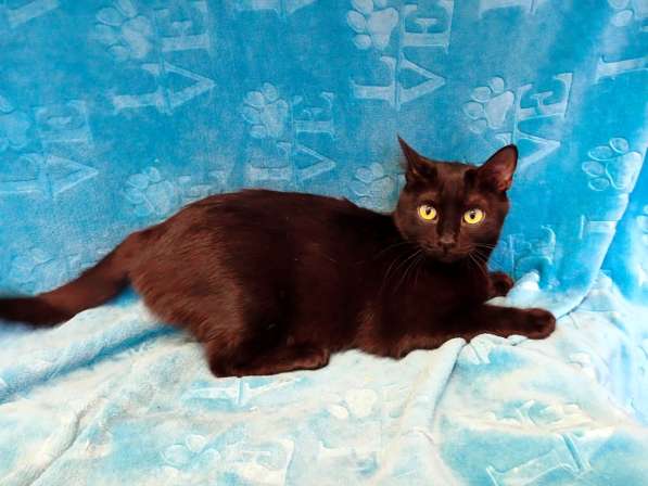 Весёлая чёрная кошечка с добрым сердцем в Санкт-Петербурге