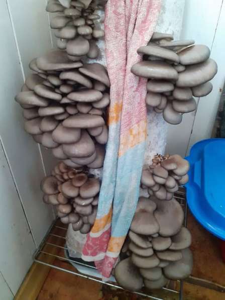 Грибные блоки вешенки в 