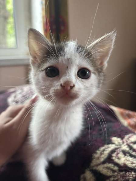 Отдам котят в добры руки? в 