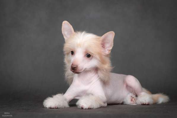 Китайская хохлатая в Москве фото 16